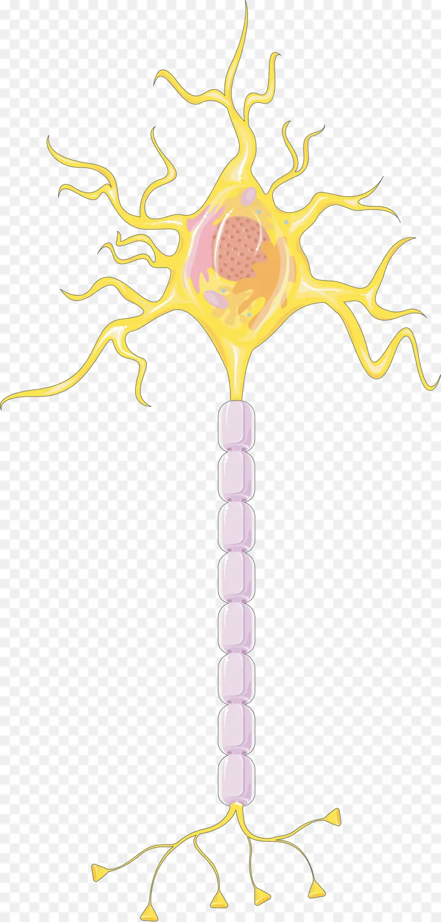 Neurona，Neuromodulación PNG