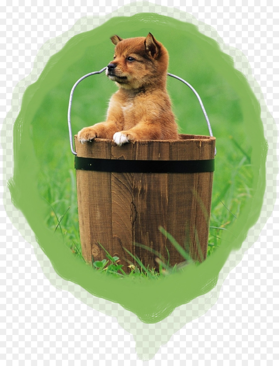 Cachorro，Tamaskan Perro PNG