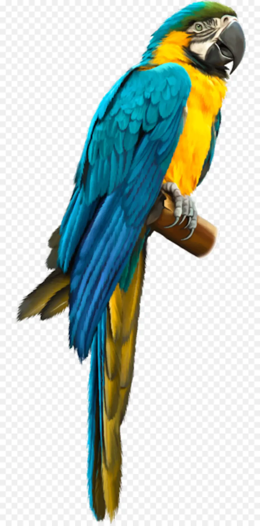 Pájaro，Guacamayo PNG