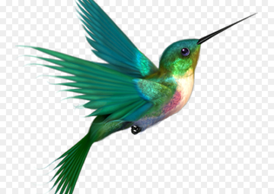 Colibrí，Pájaro PNG