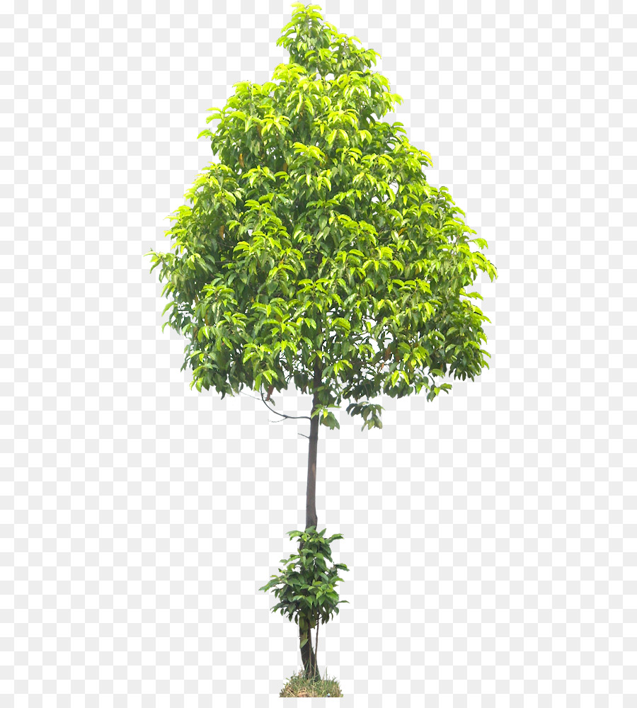 árbol，Planta PNG