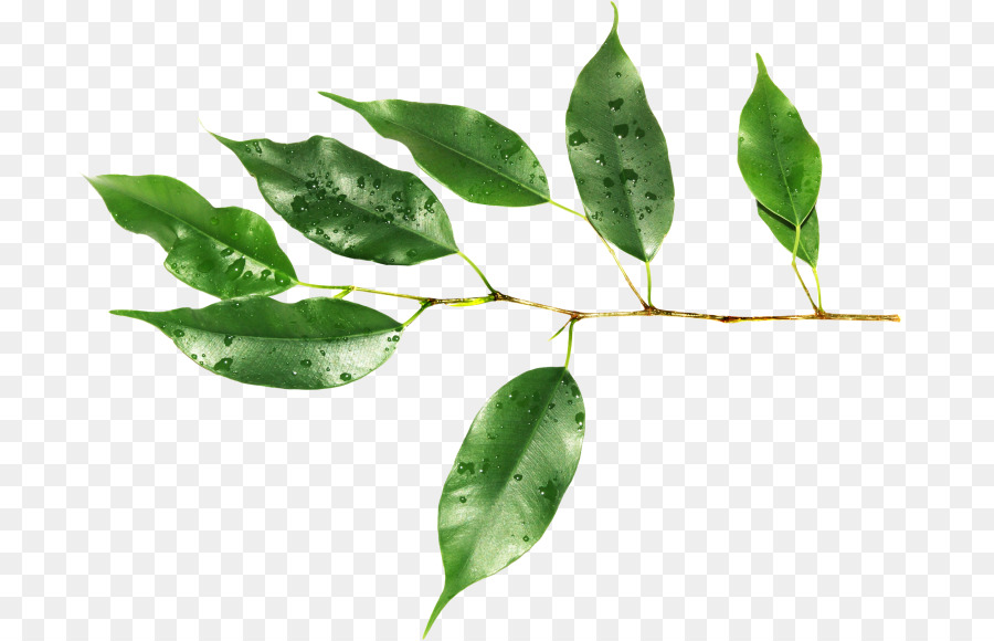 Hojas Verdes，Planta PNG