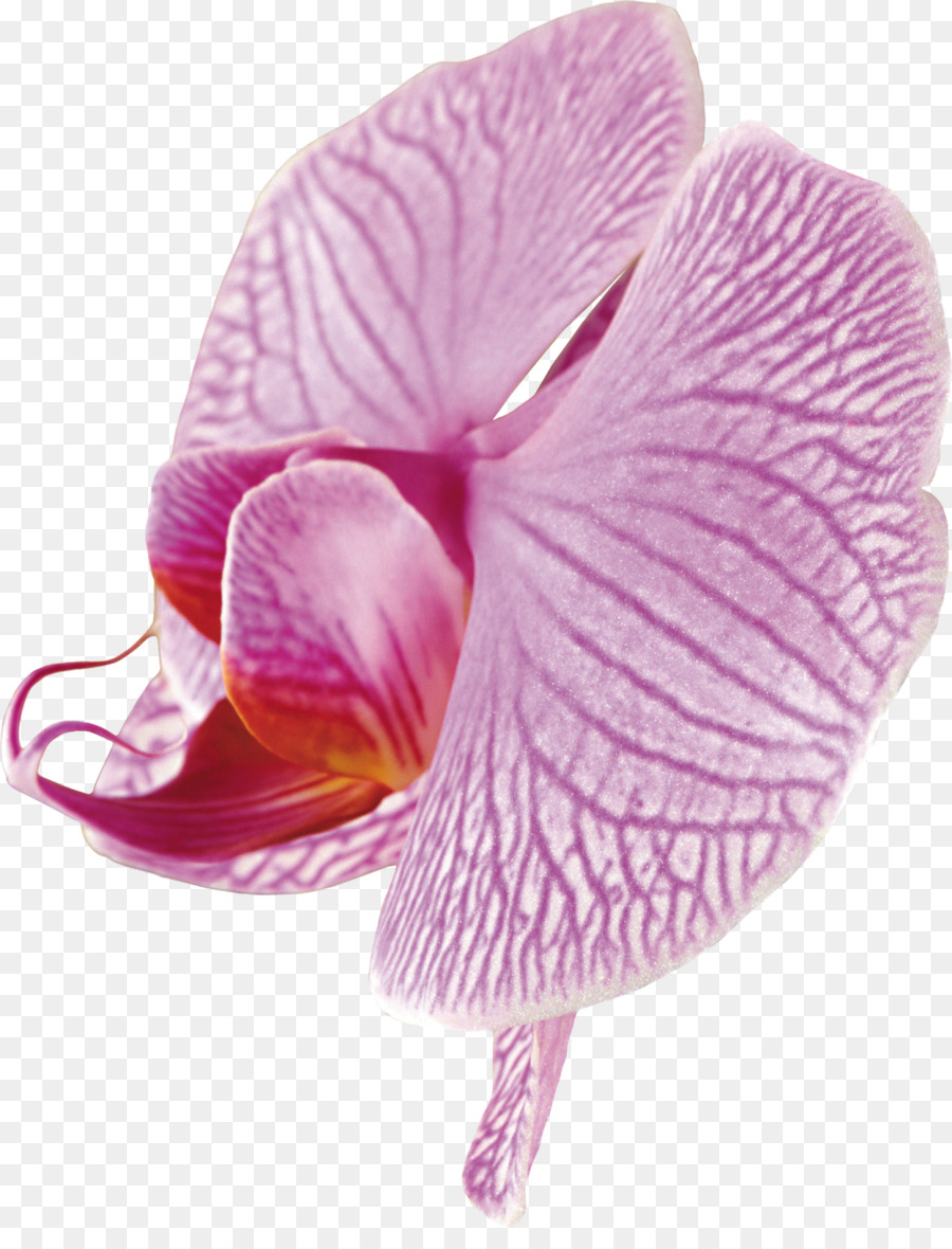 Orquídea Rosa，Pétalos PNG