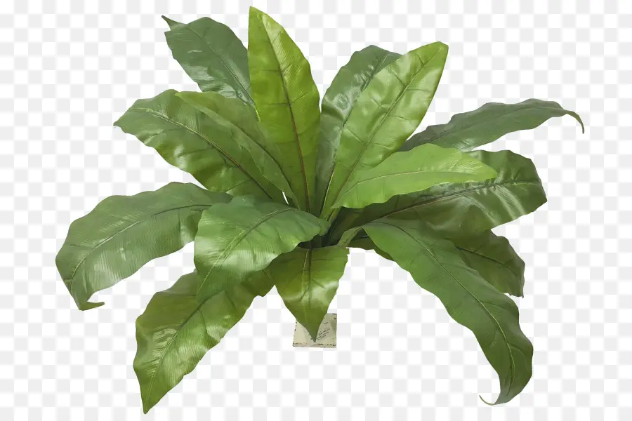 Planta Verde，Hojas PNG