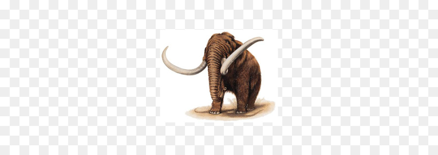 Elefante Indio，Elefante PNG