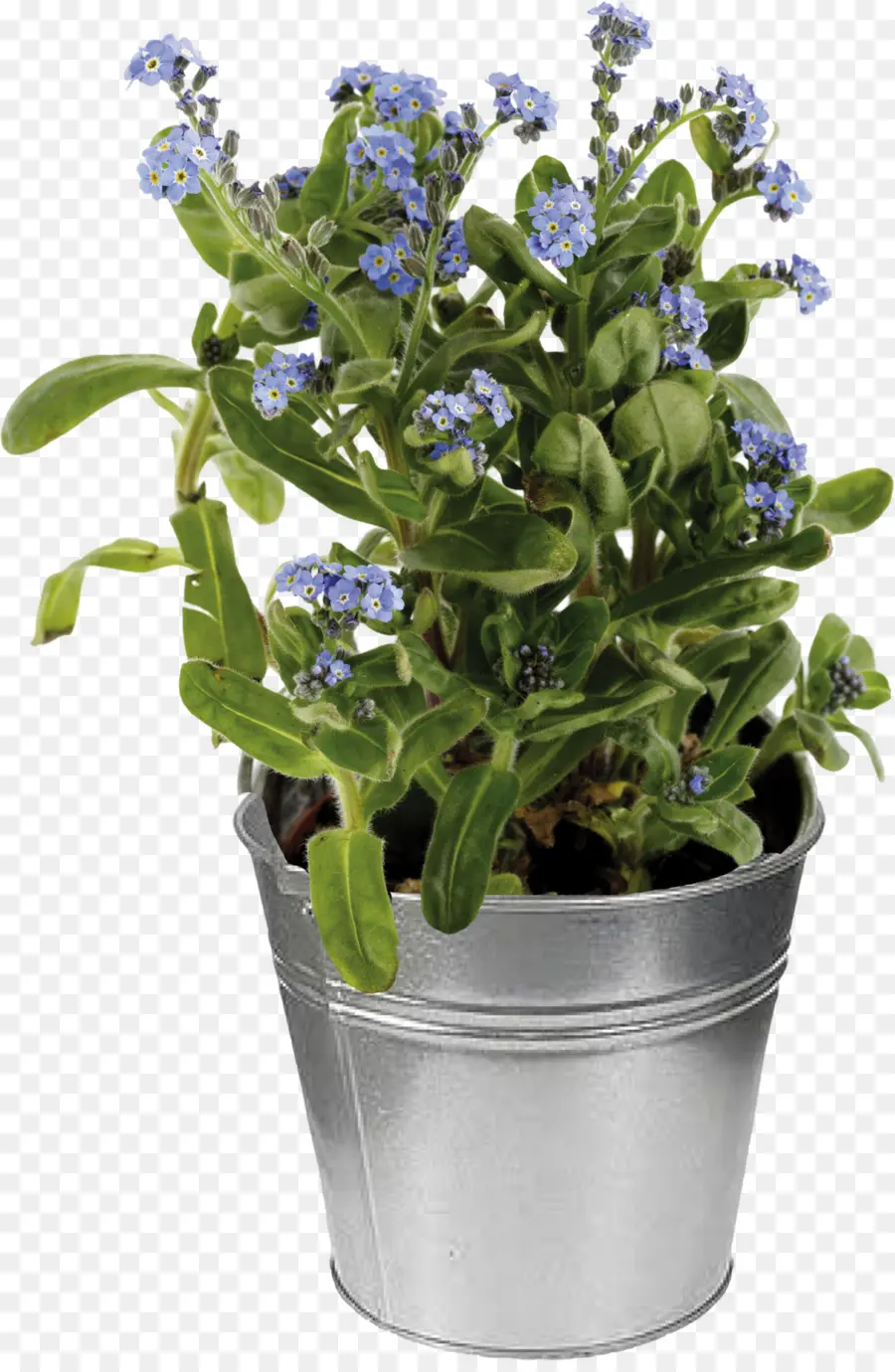 Myosotis Sylvatica，Fotografía De Stock PNG