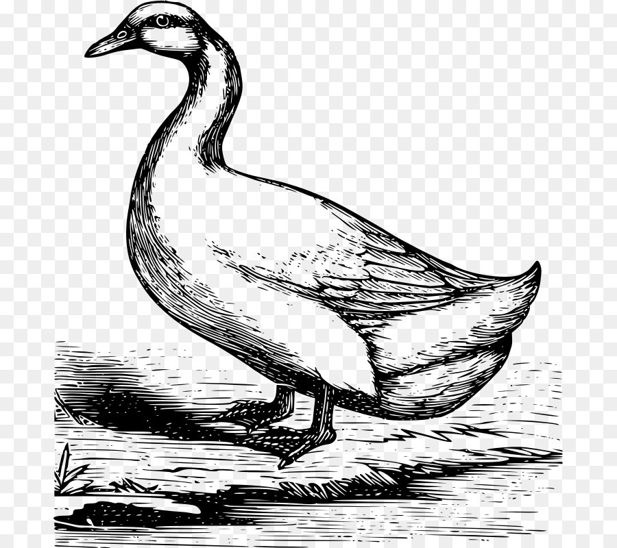 El ánade Real，Pato PNG