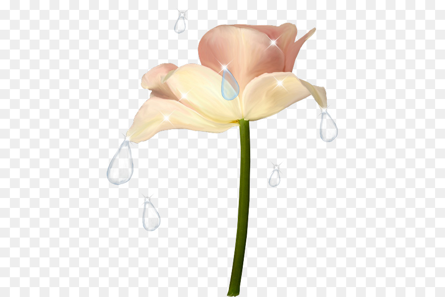 Flor，Dibujo PNG