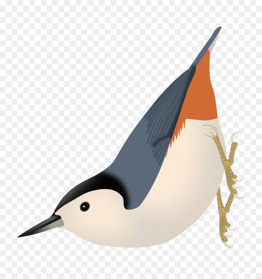 Pájaro，Plumas PNG