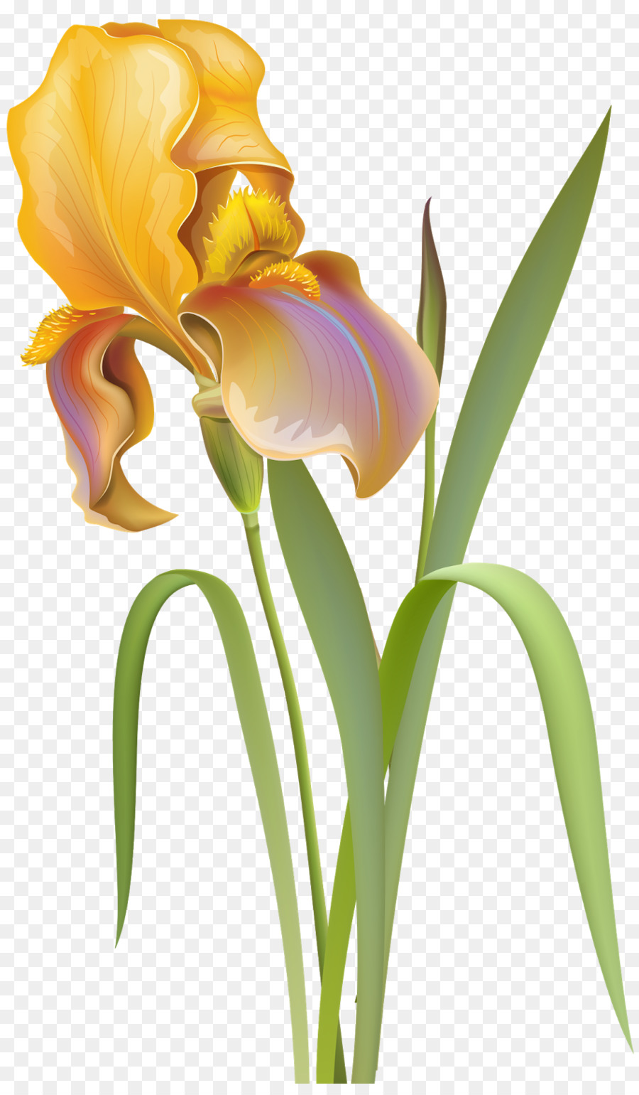 Flor Amarilla，Florecer PNG