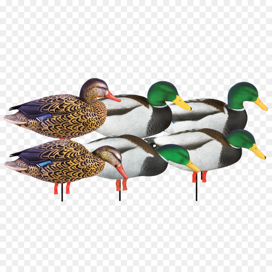 El ánade Real，Pato PNG