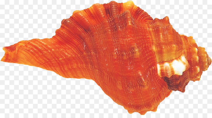 Champiñón，Reishi PNG