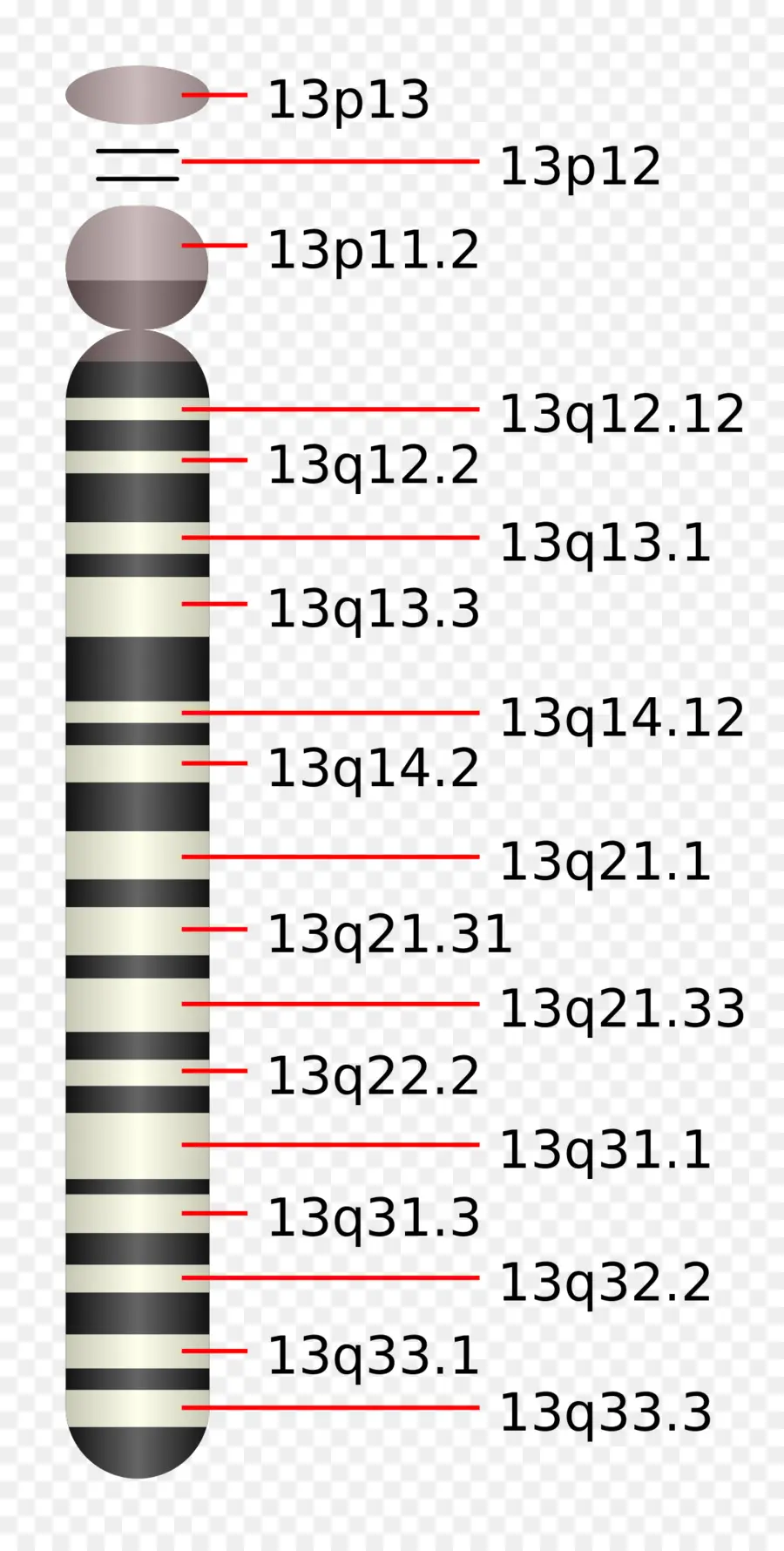 El Cromosoma 13，El Cromosoma PNG