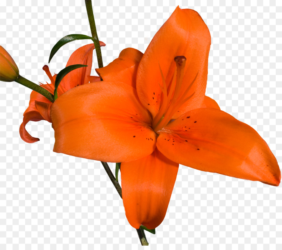 Flor De Naranja，Pétalos PNG