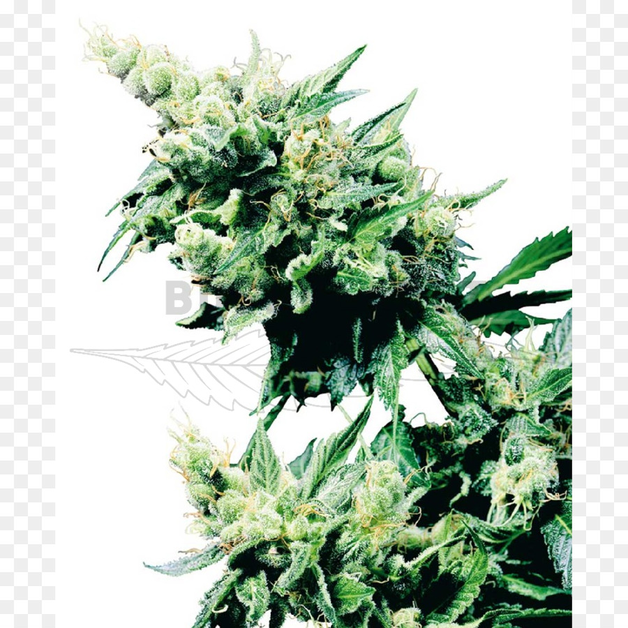 Sensi Seeds，Planta PNG