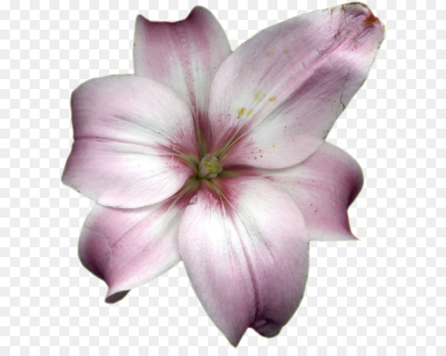 Lilium，Arte PNG