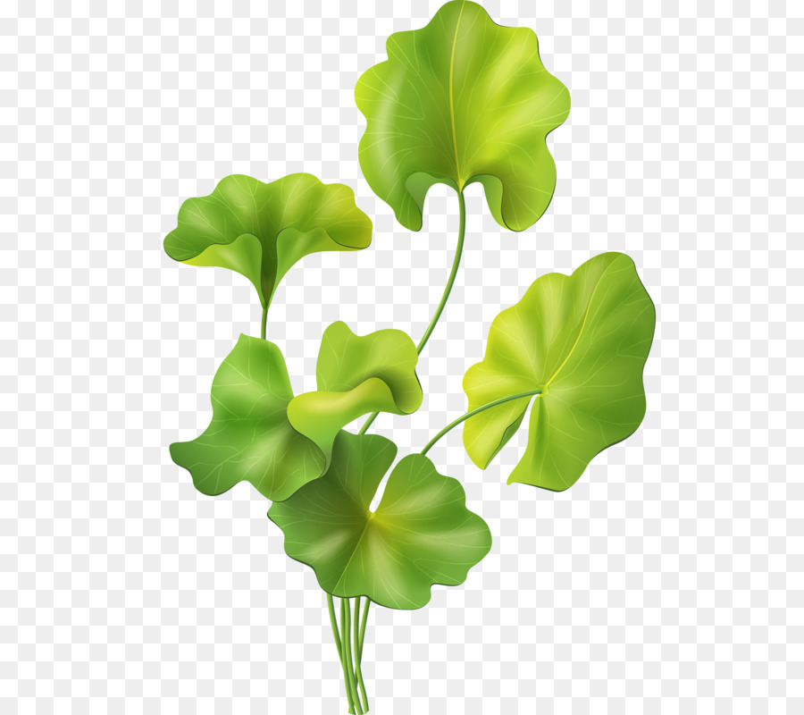 Hojas Verdes，Planta PNG