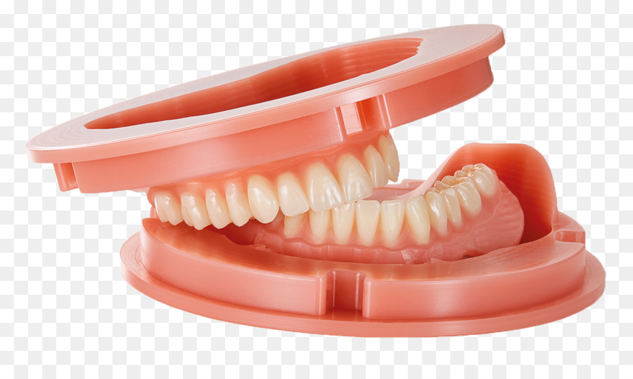 Modelo Dental，Dientes PNG