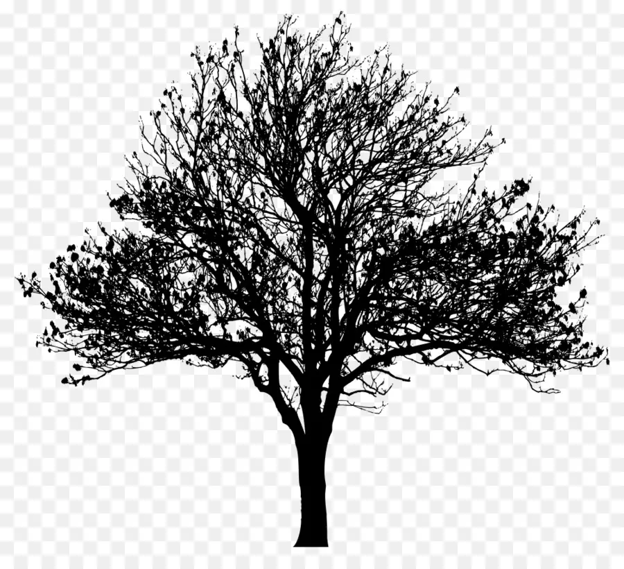 árbol，Silueta PNG