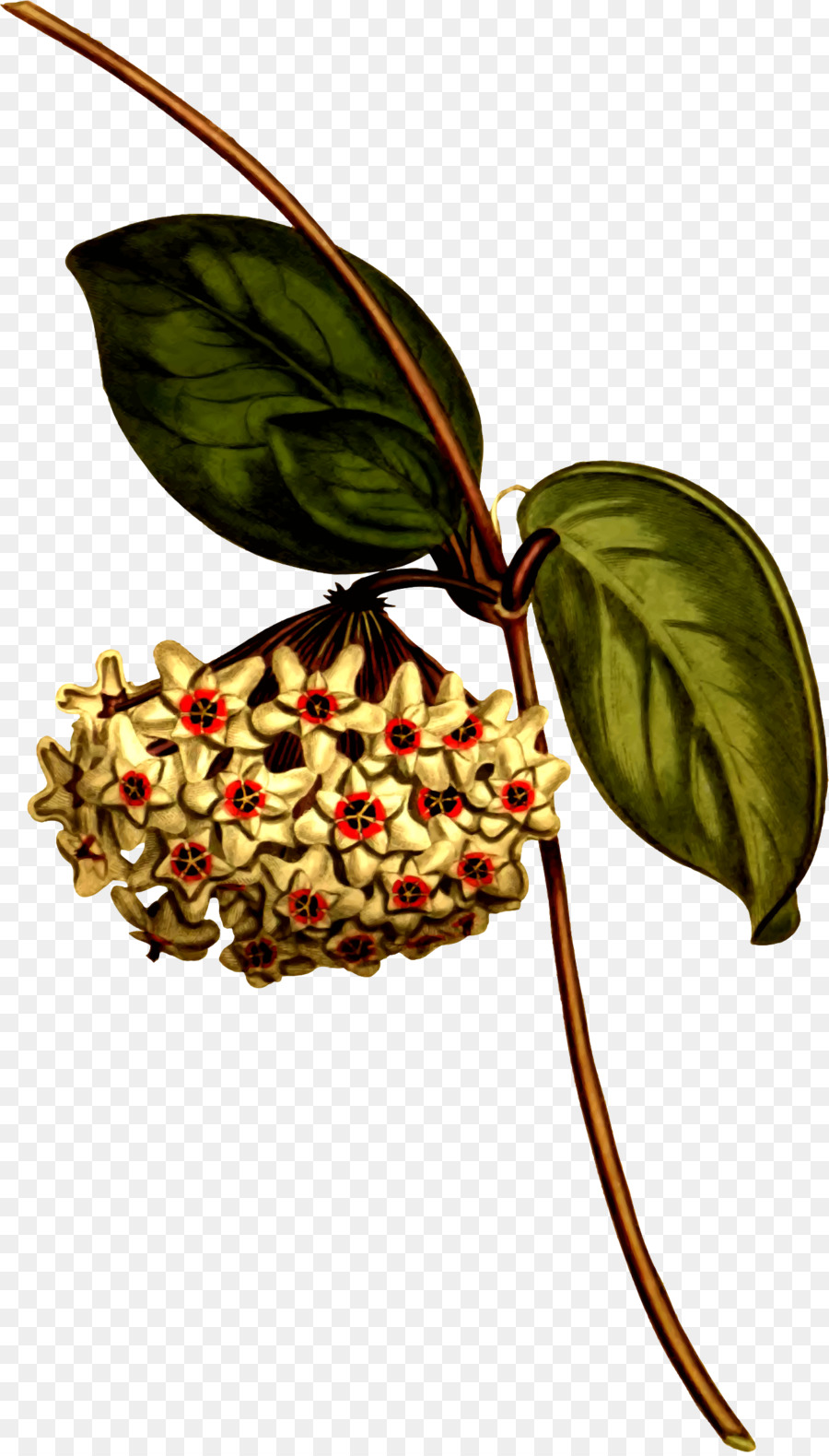 Hoya Carnosa，Ilustración Botánica PNG