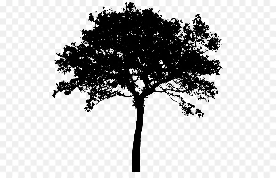 Silueta，árbol PNG