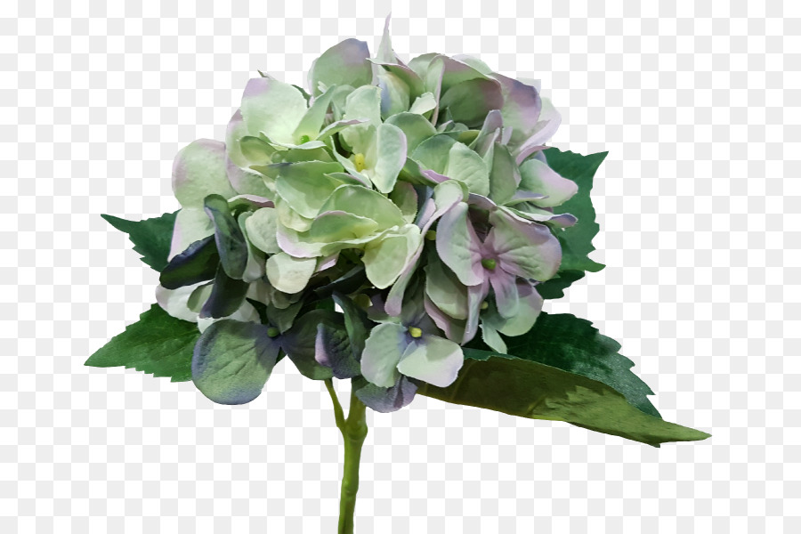 Hortensia，Las Flores Cortadas PNG