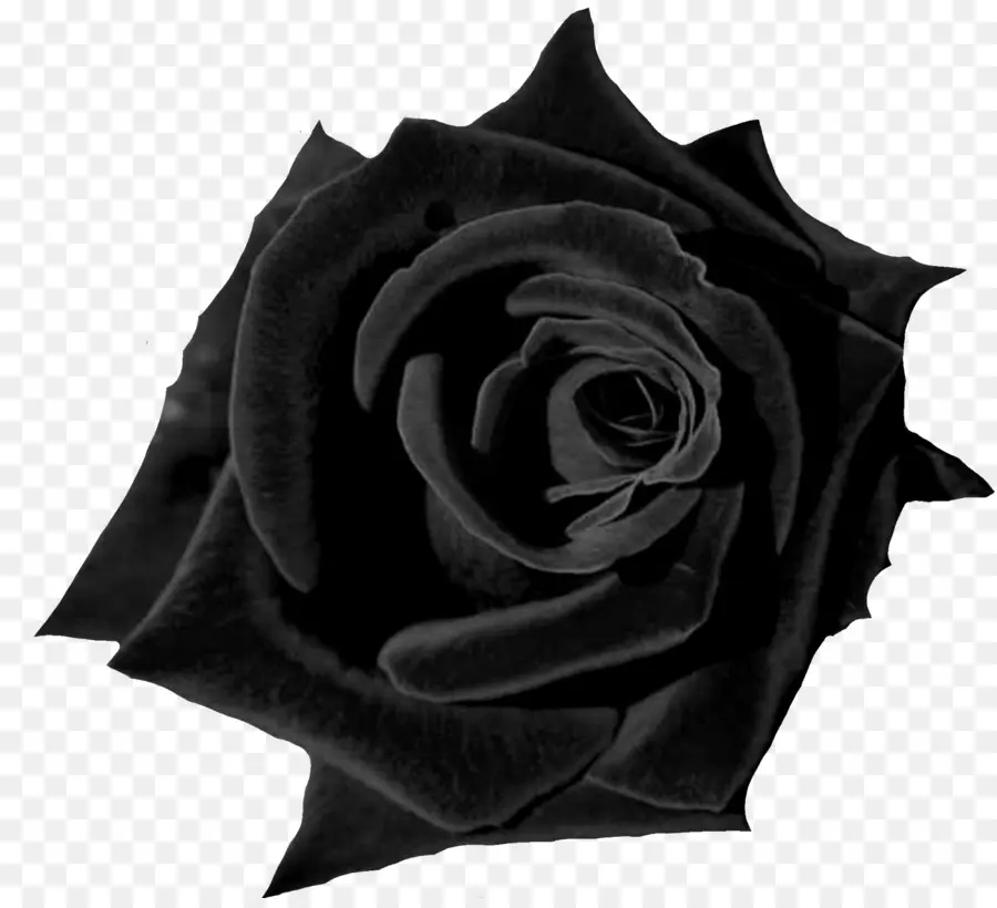 Rosa，Fondo De Escritorio PNG