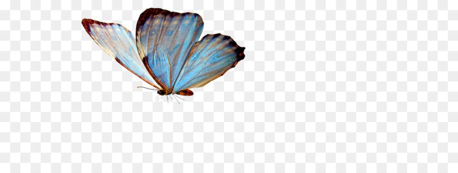 Mariposa Azul，Mariposa PNG