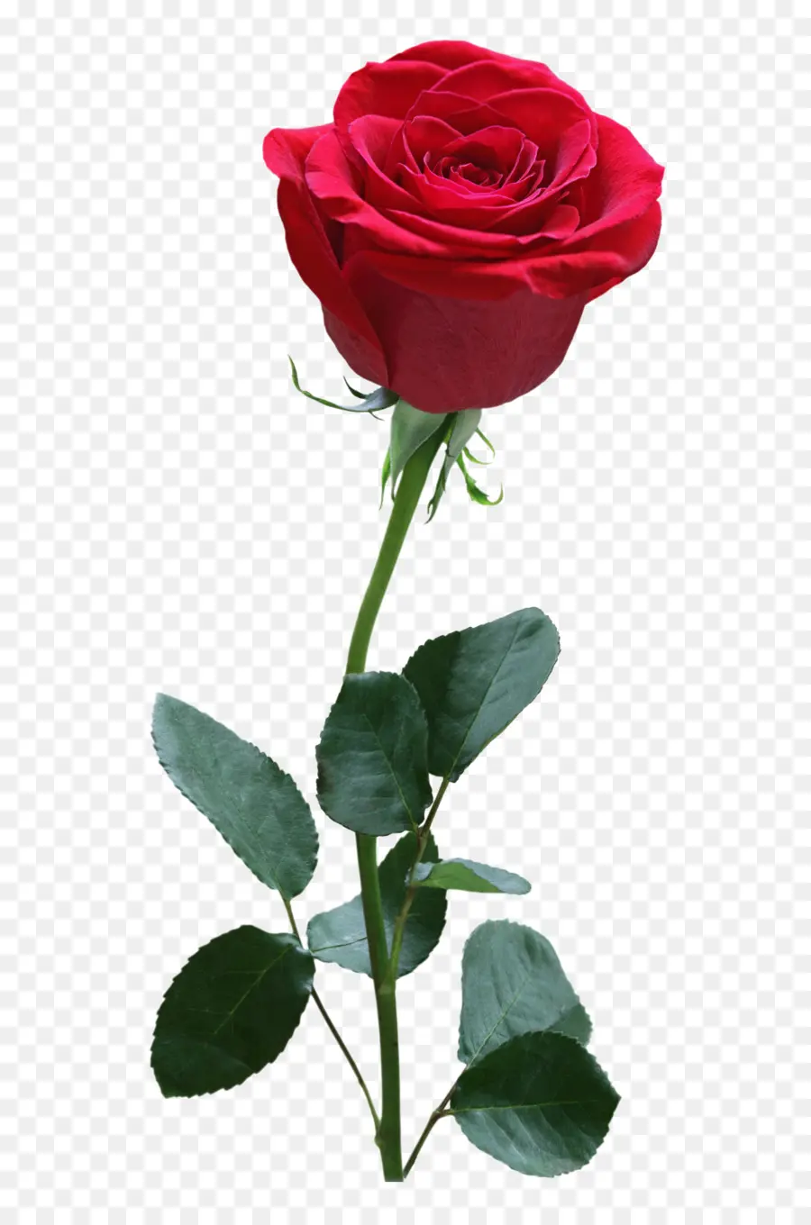 Rosas Rojas，Ramo PNG