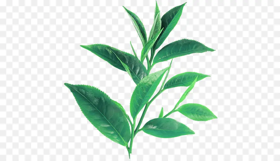 Té Verde，Té PNG