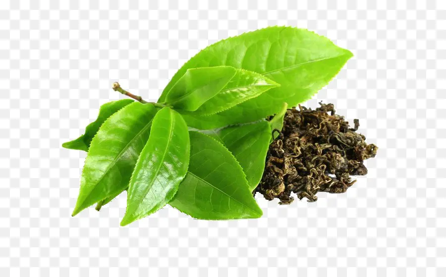 Hojas De Té，Verde PNG