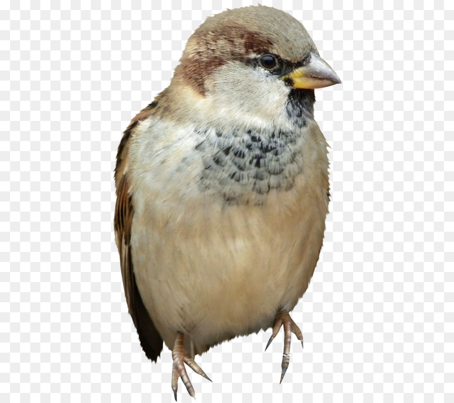 Gorrión，Pájaro PNG