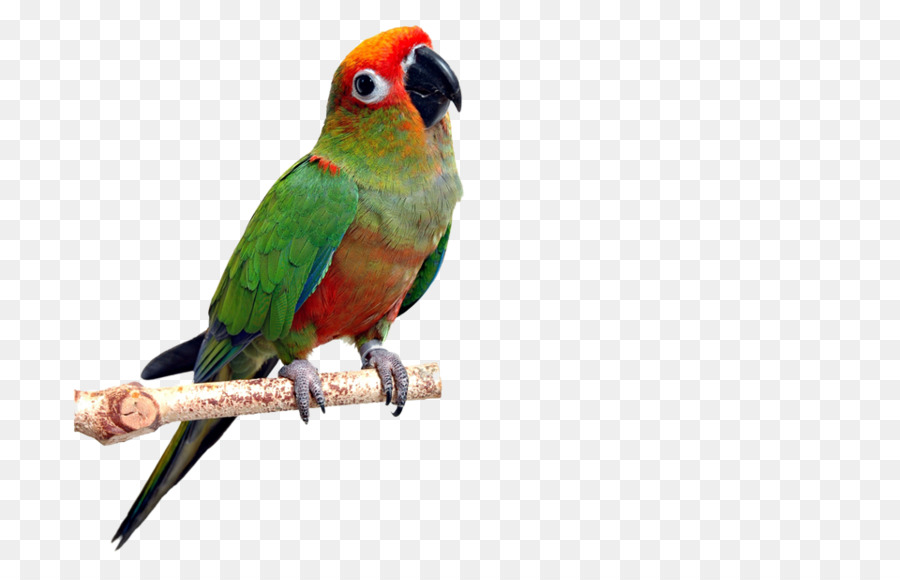 Loro Colorido，Verde PNG