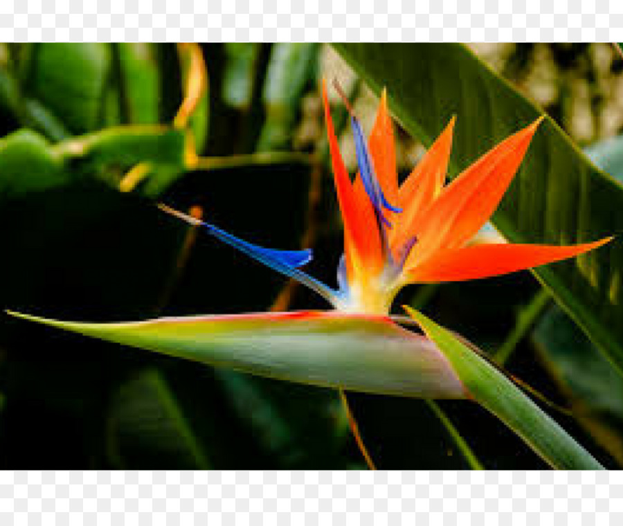 Strelitzia Reginae，Flor PNG