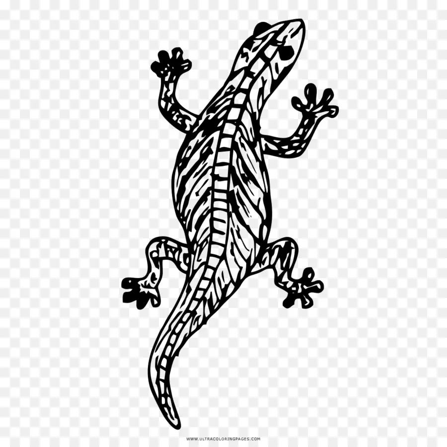 Lagarto，Reptil PNG