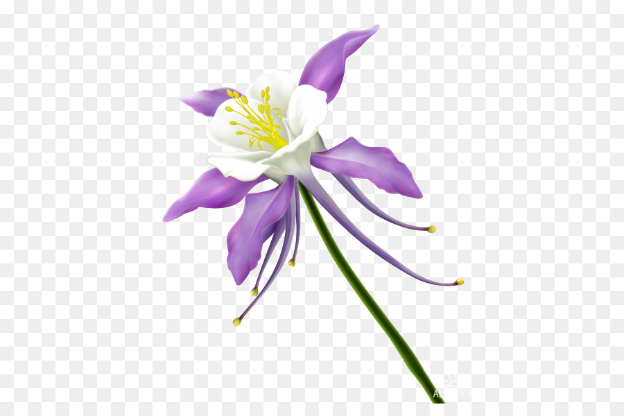 Flor Morada，Florecer PNG