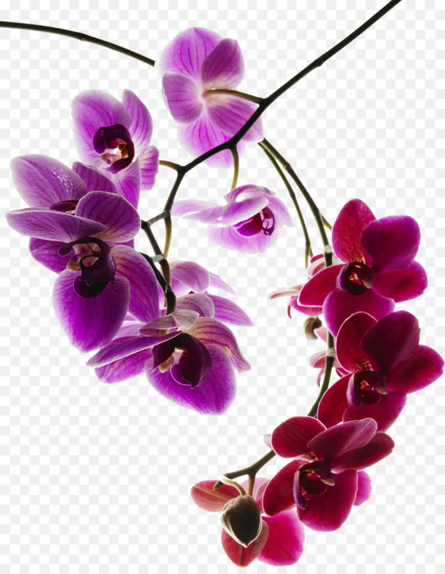Orquídeas De Polilla，Orquídeas PNG