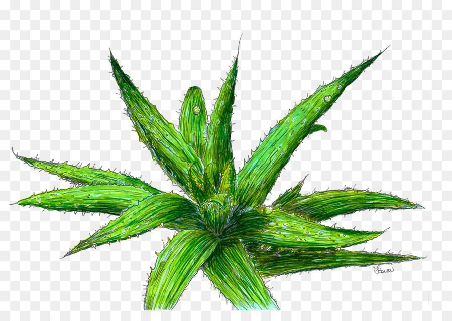 Aloe Vera，La Piel PNG