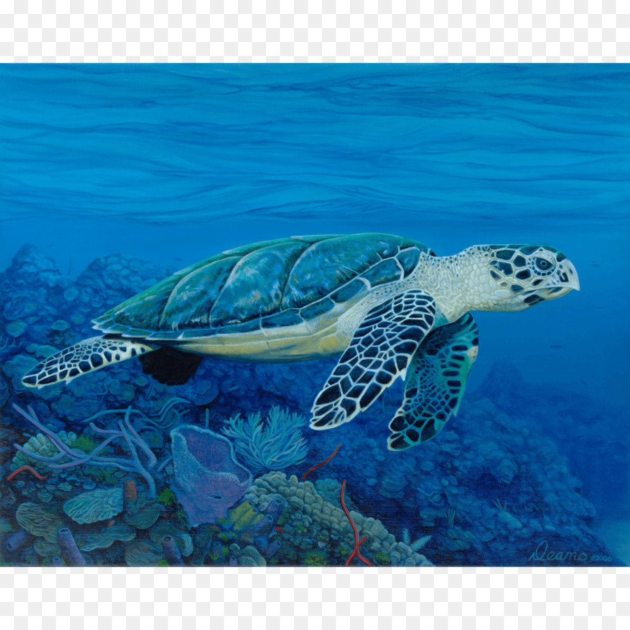 Tortuga，Reptiles PNG