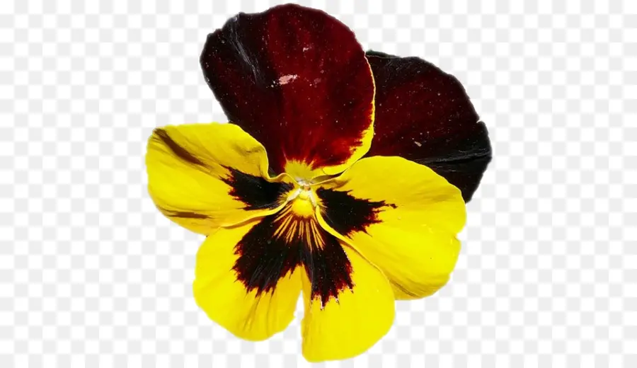 Flor De Pensamiento，Amarillo PNG