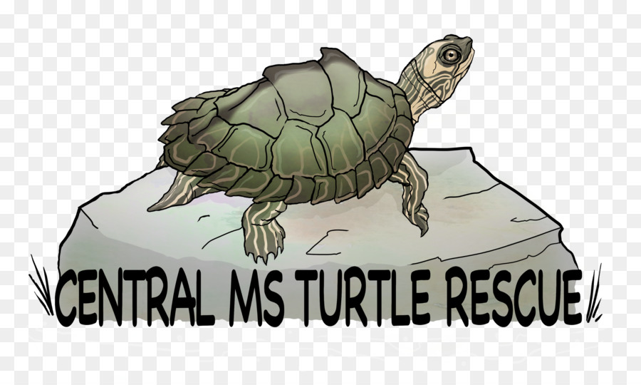 Tortuga De Caja，Tortuga PNG