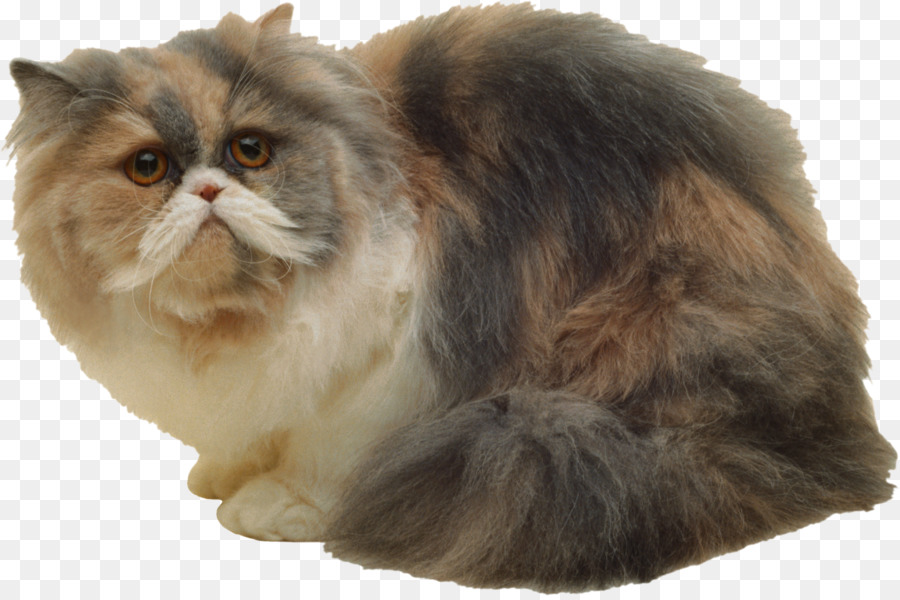 Gato Persa，Asiático Semilonghair PNG