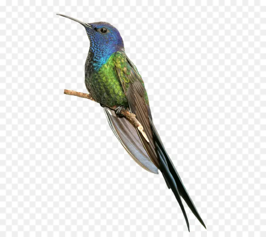 Pájaro，Ermitaño PNG