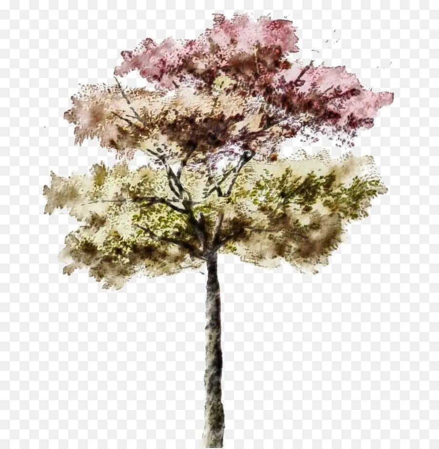 árbol De Acuarela，Naturaleza PNG