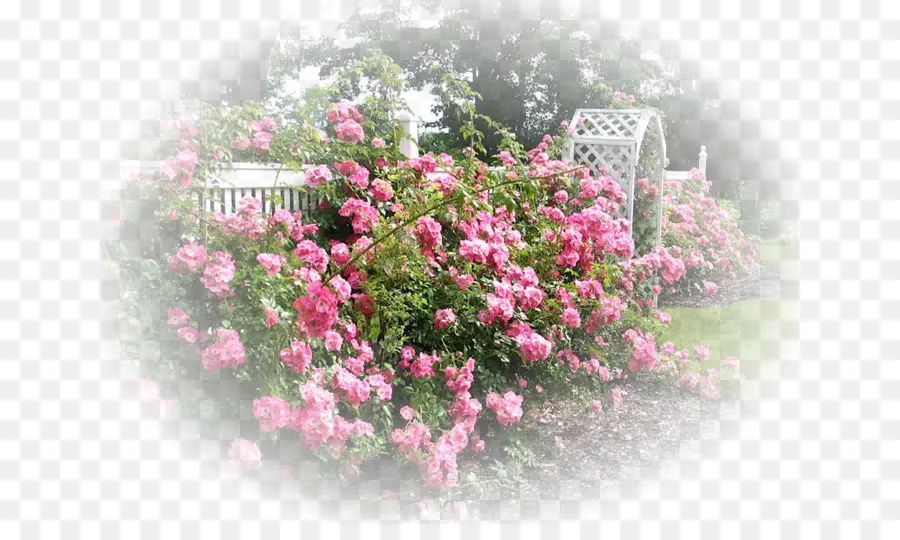 Jardín De La Cabaña，International Rose Test Garden PNG