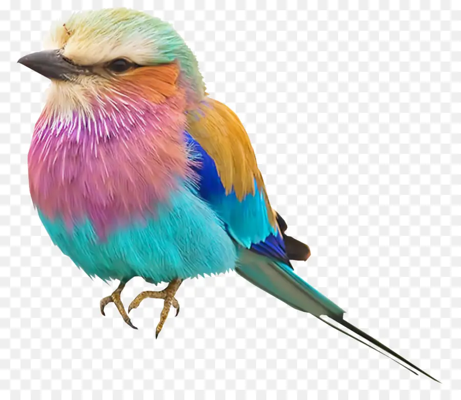 Pájaro，Lilacbreasted De Rodillos PNG