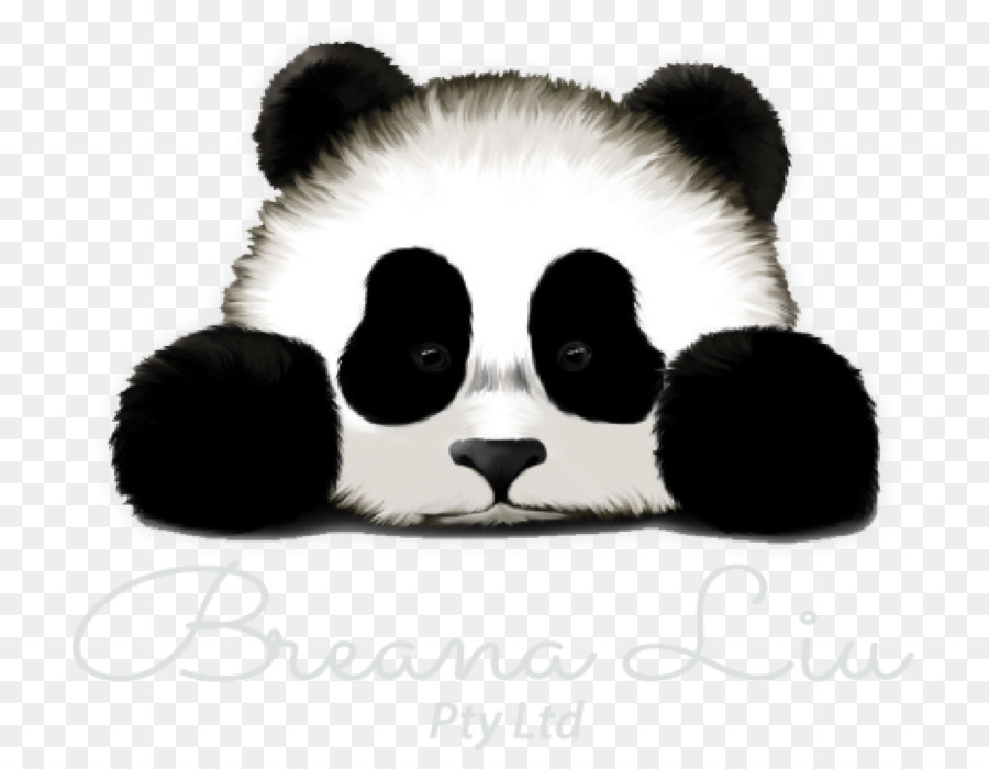 Panda，Oso PNG