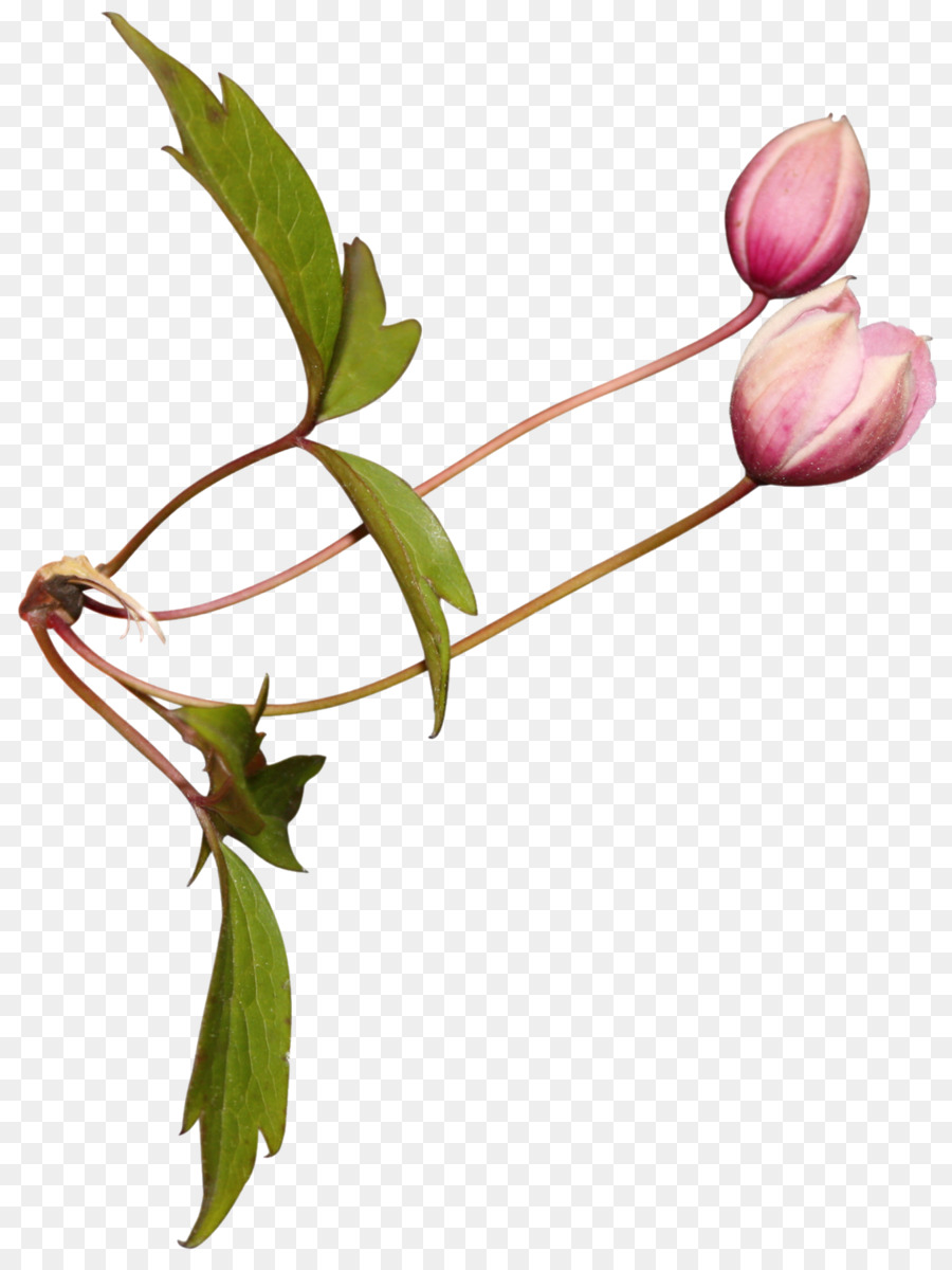 Flor Rosa，Flor PNG