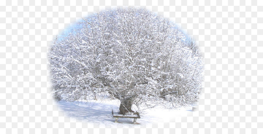 árbol，Invierno PNG