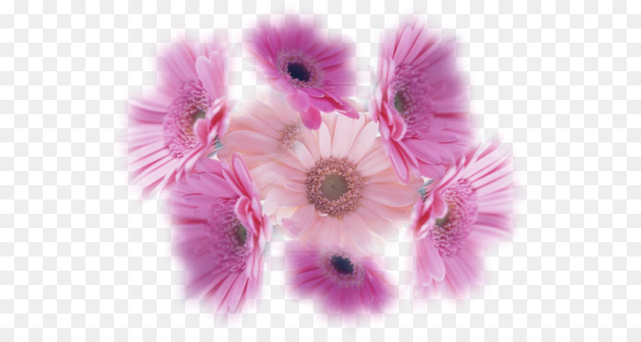 Transvaal Daisy，Flor PNG